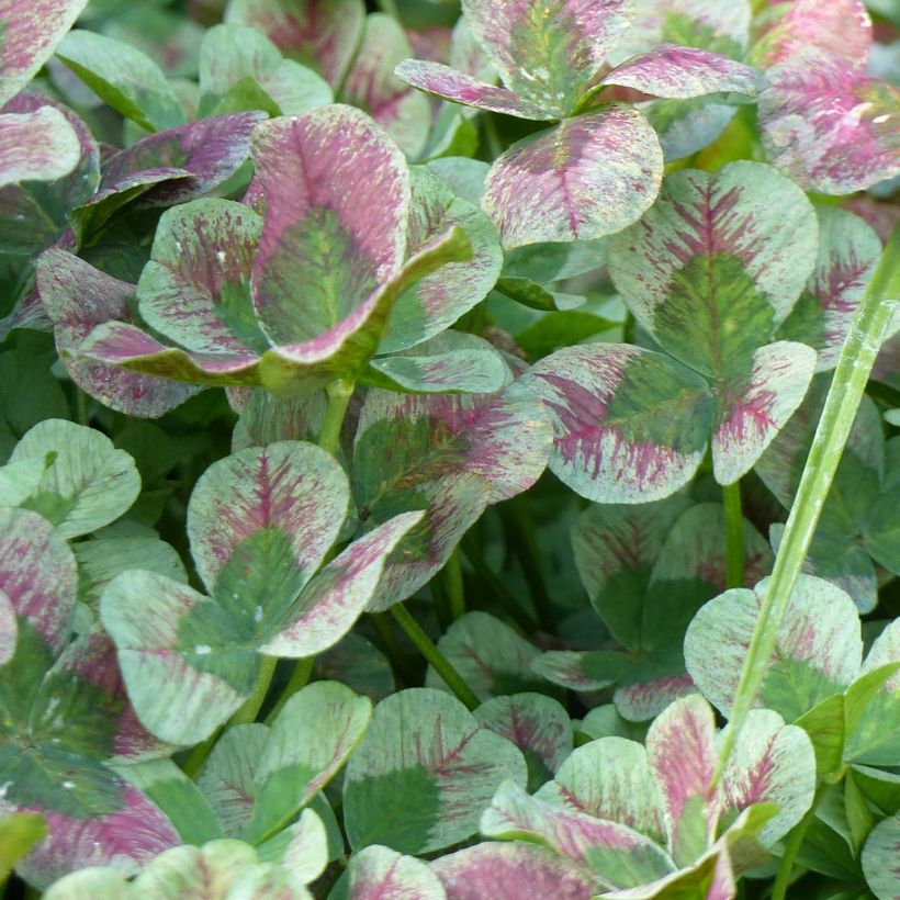 Trifolium Angel Clover Chocolate (Follaje)