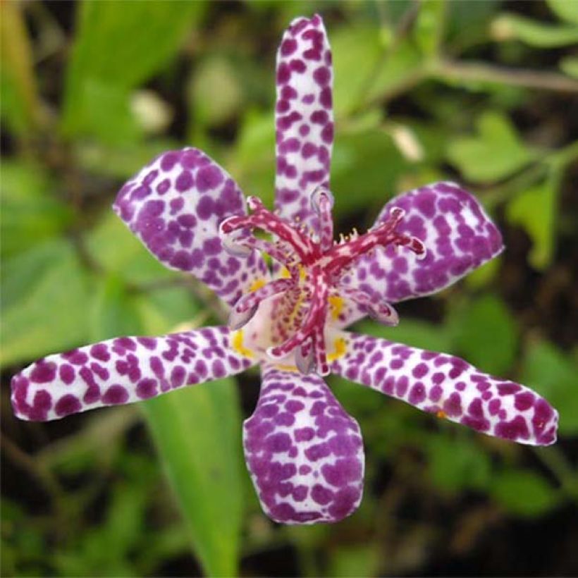 Tricyrtis hirta Imperial Banner - Lirio sapo (Floración)