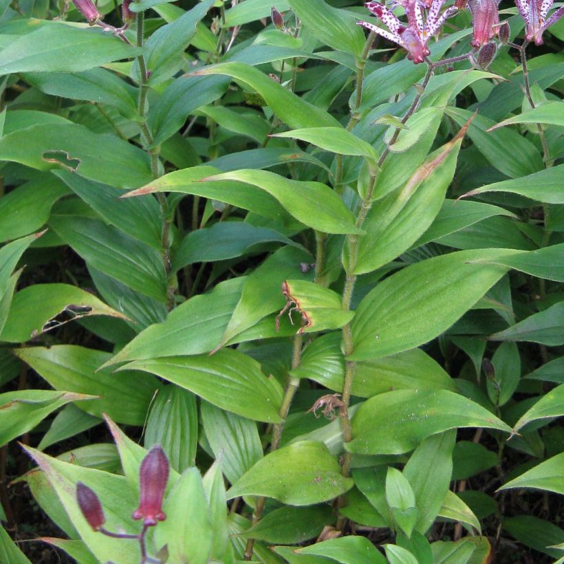 Tricyrtis hirta formosana Sinonome - Lirio sapo (Follaje)