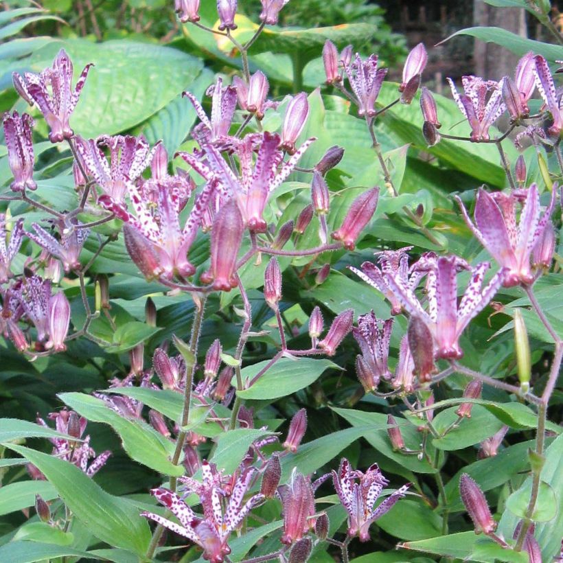 Tricyrtis hirta formosana Sinonome - Lirio sapo (Floración)