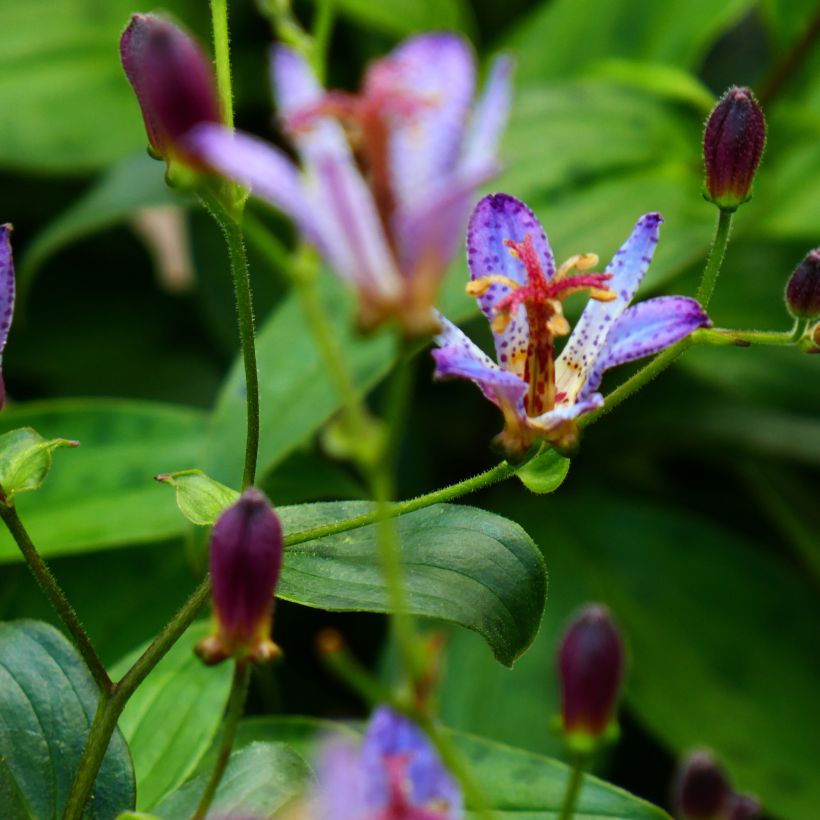 Tricyrtis Taipei Silk - Lirio sapo (Floración)