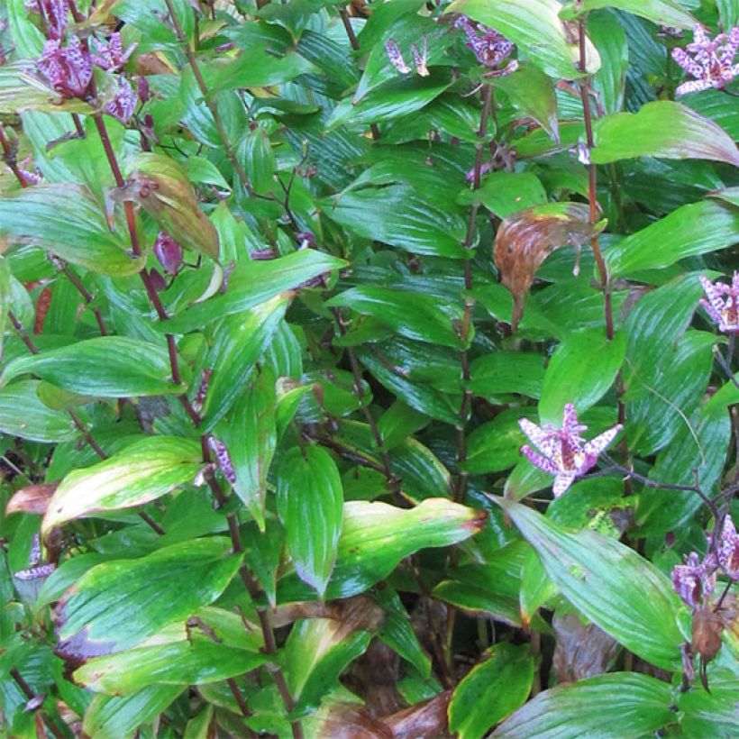 Tricyrtis formosana - Lirio sapo (Follaje)