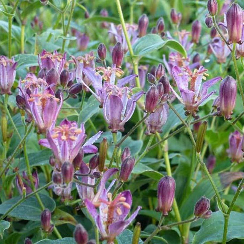 Tricyrtis hirta Taiwan Abdane - Lirio sapo (Floración)