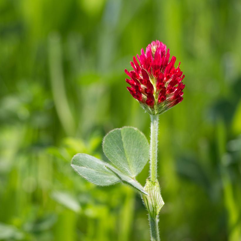 Trébol encarnado - Trifolium incarnatum (Floración)