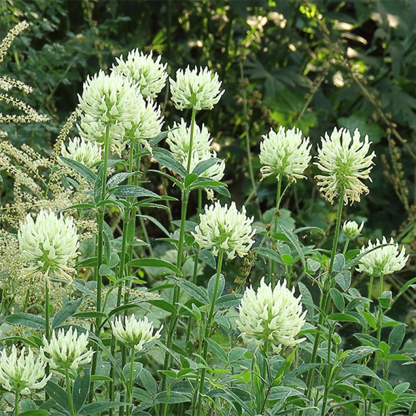 Trifolium ochroleucon (Floración)