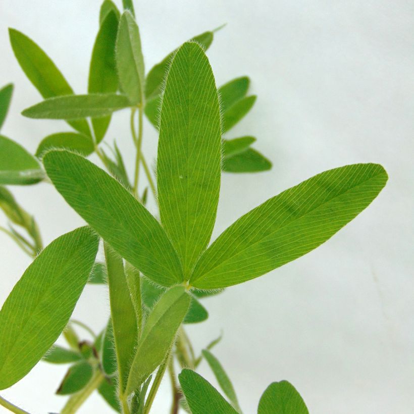 Trifolium ochroleucon (Follaje)