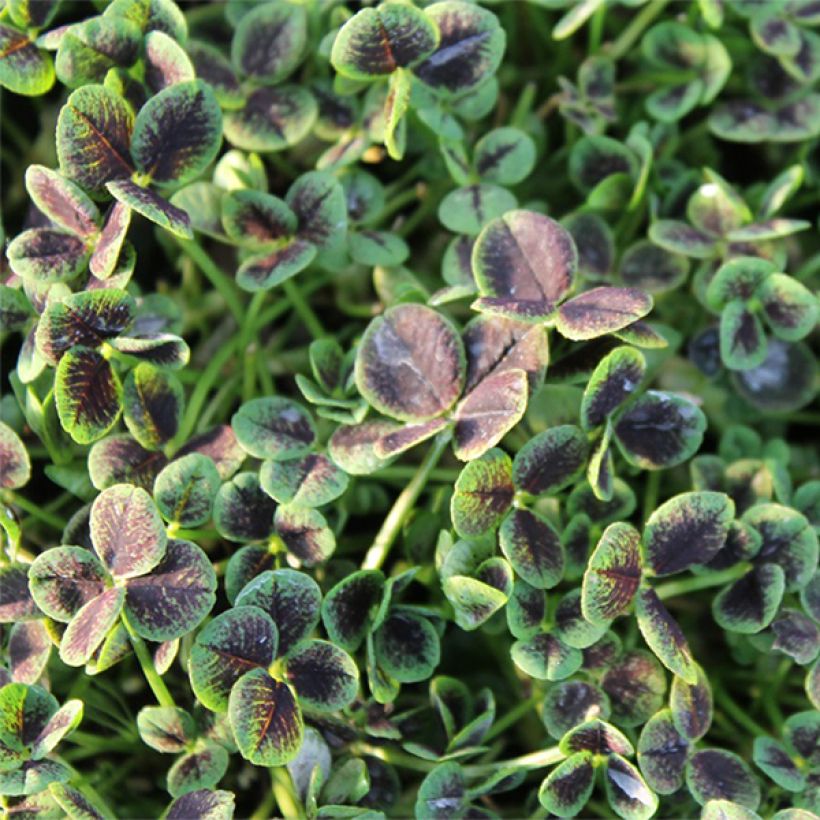 Trifolium repens Pentaphyllum - Trébol blanco (Follaje)