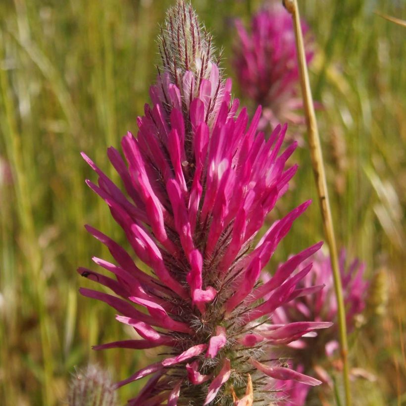 Trifolium rubens - Alfalfa roja (Floración)