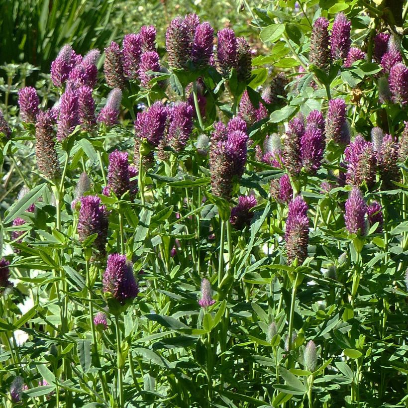 Trifolium rubens - Alfalfa roja (Porte)