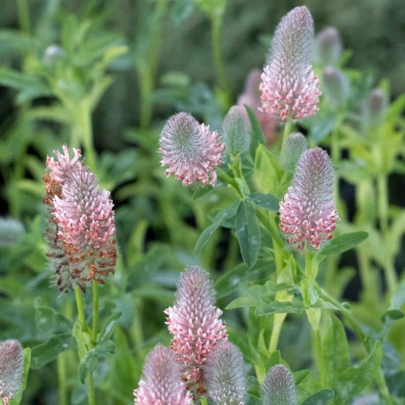 Trifolium rubens Peachy Pink - Alfalfa roja (Floración)