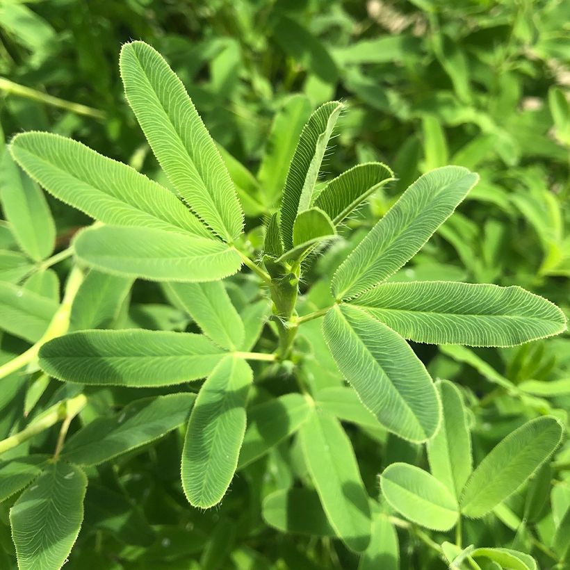 Trifolium rubens - Alfalfa roja (Follaje)