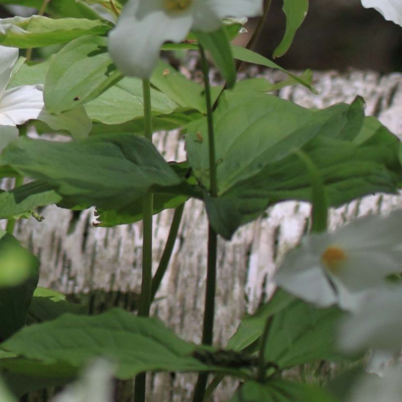 Trillium flexipes (Follaje)