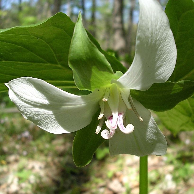 Trillium flexipes (Floración)