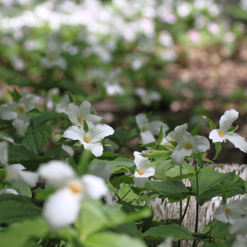 Trillium flexipes (Porte)