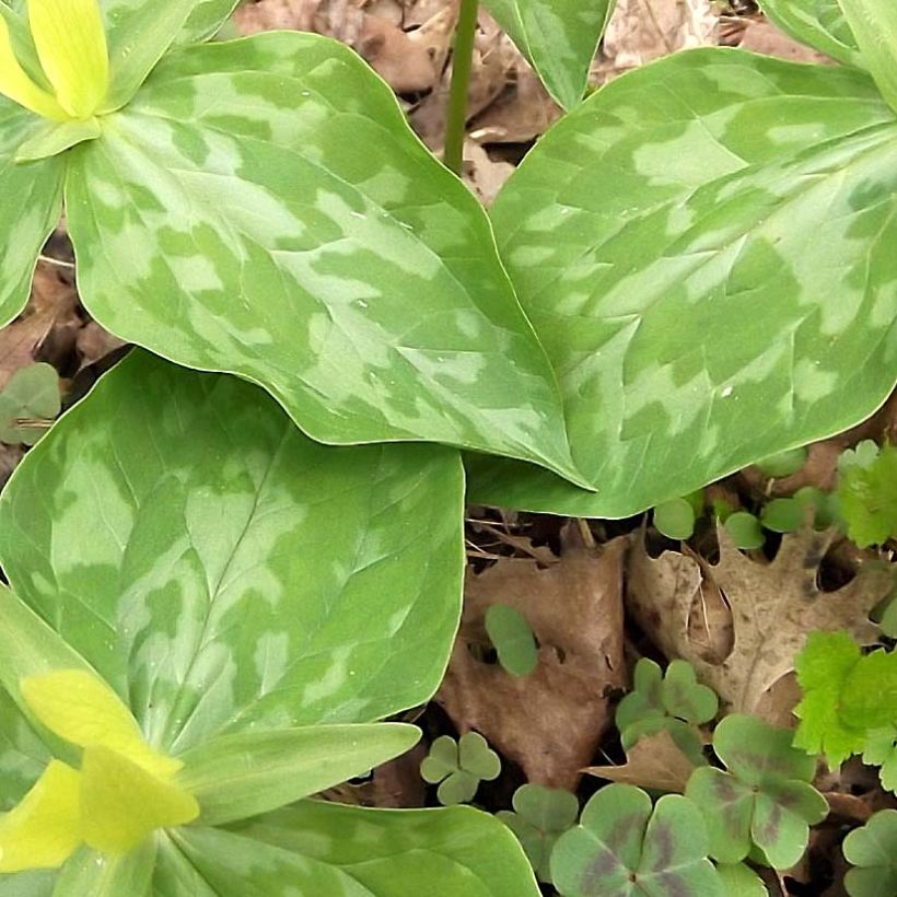 Trillium luteum (Follaje)