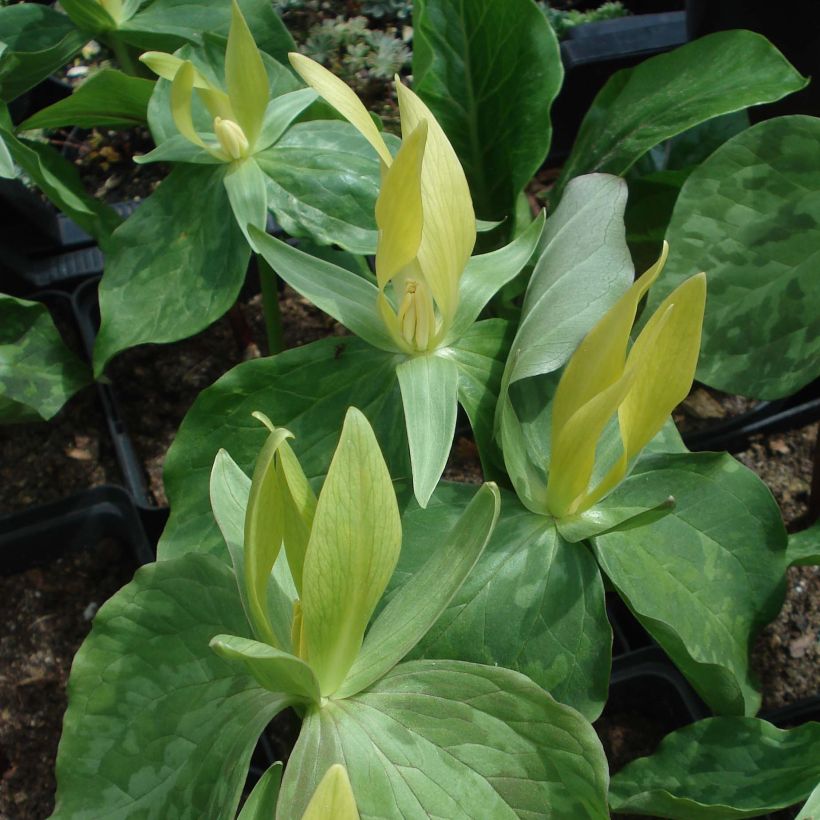 Trillium luteum (Floración)