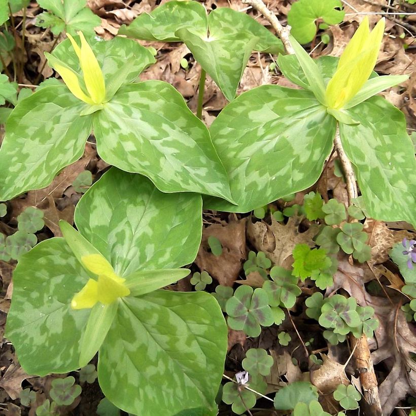 Trillium luteum (Porte)