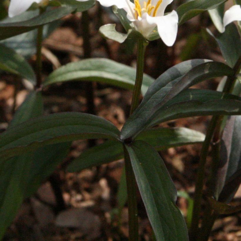 Trillium pusillum -Trille nain (Follaje)