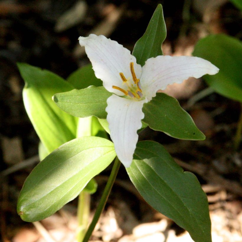 Trillium pusillum -Trille nain (Floración)