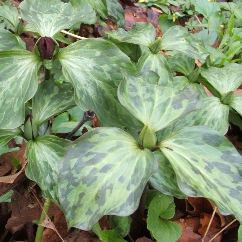 Trillium recurvatum (Follaje)