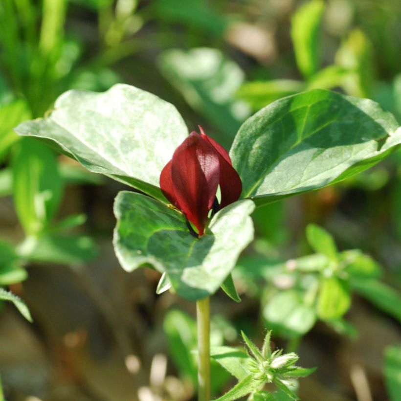 Trillium recurvatum (Floración)