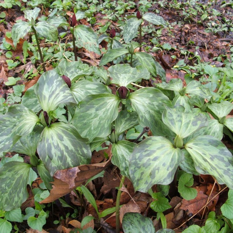 Trillium recurvatum (Porte)