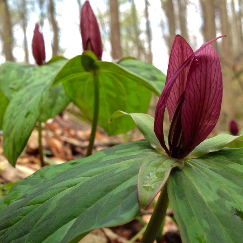 Trillium sessile (Floración)