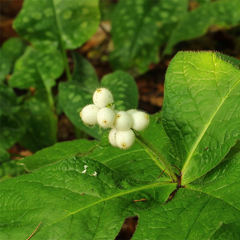 Triosteum pinnatifidum (Floración)