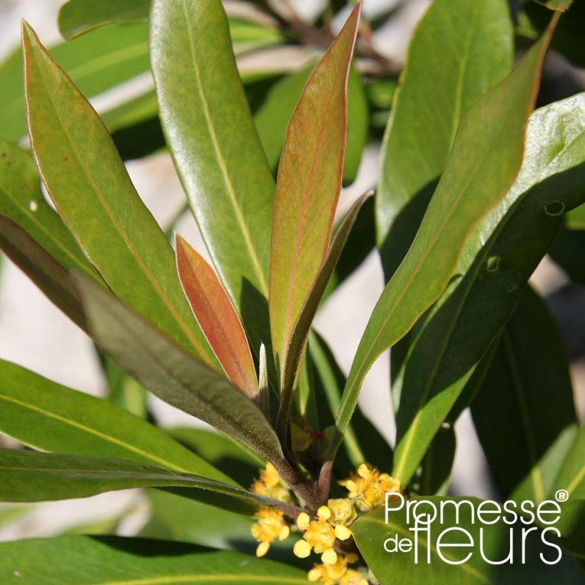 Tristaniopsis laurina - Gomero de agua (Follaje)