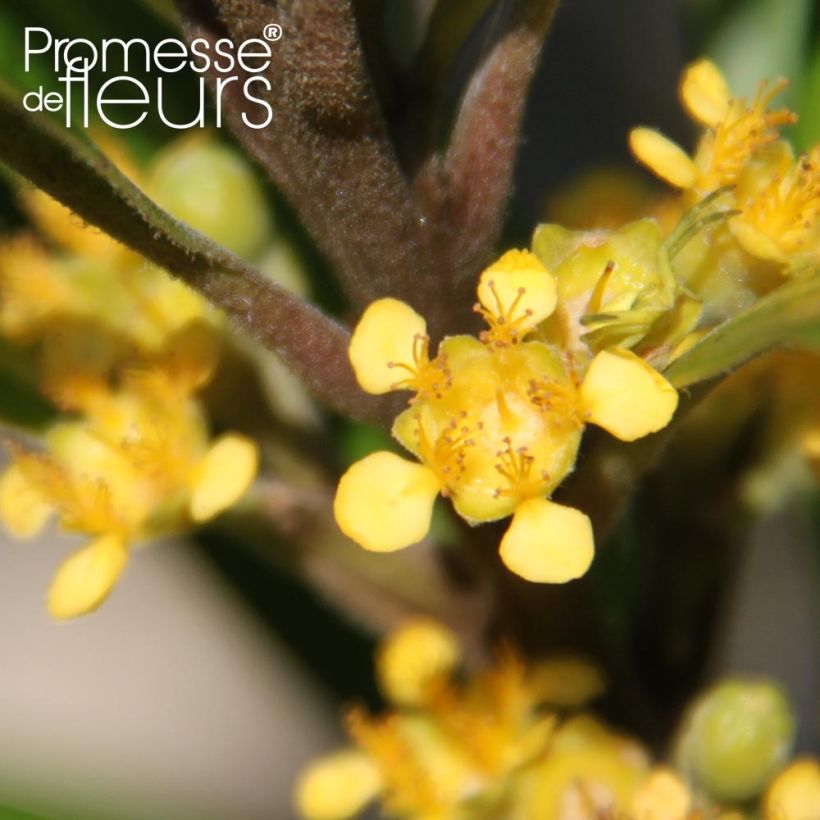 Tristaniopsis laurina - Gomero de agua (Floración)