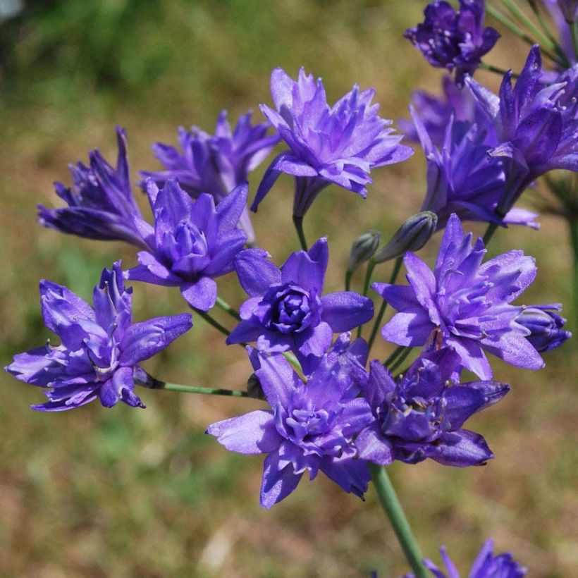 Triteleia Aquarius (Floración)