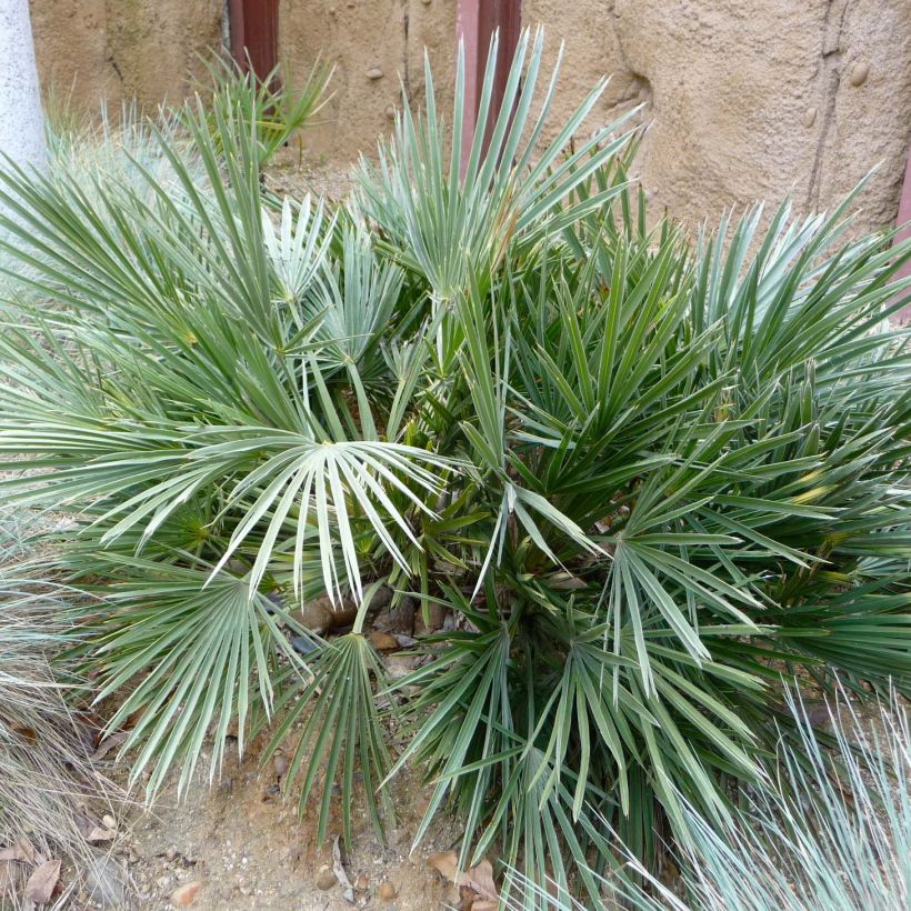 Trithrinax campestris - Caranday (Follaje)