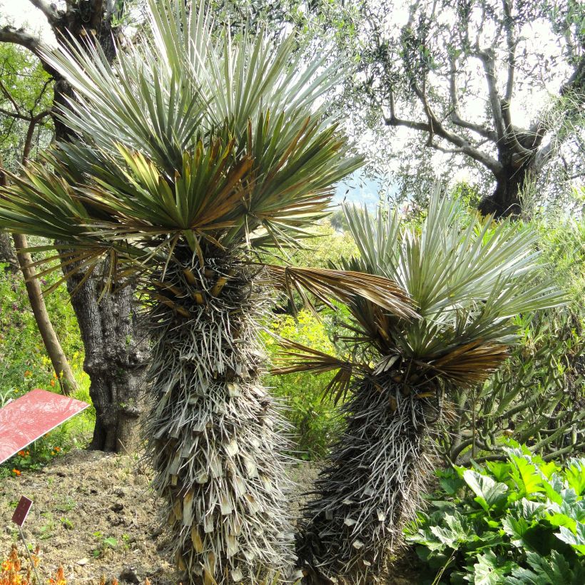 Trithrinax campestris - Caranday (Porte)