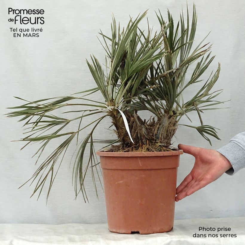 Trithrinax campestris - Palmier trident Pot de 7,5L/10L Ejemplar entregado en la primavera