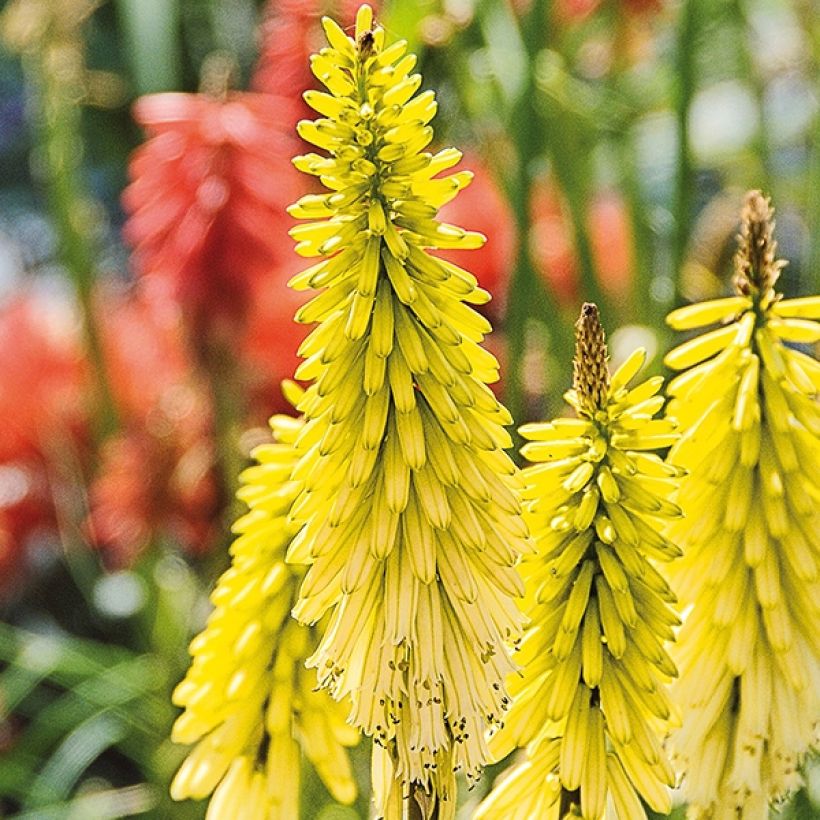 Kniphofia Lemon Popsicle (Floración)