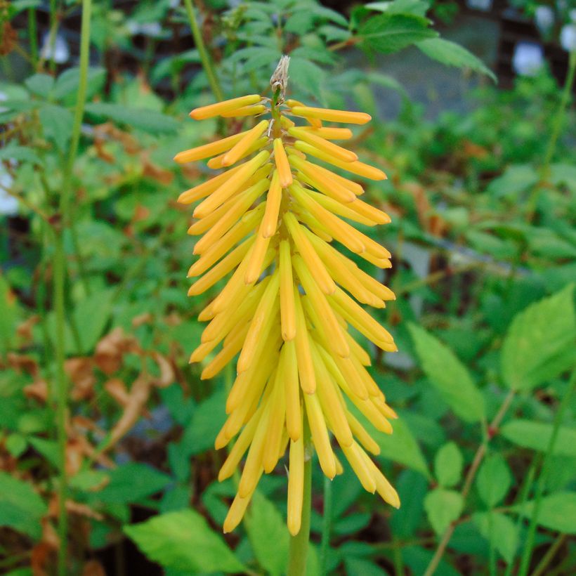 Kniphofia Mango Popsicle (Floración)