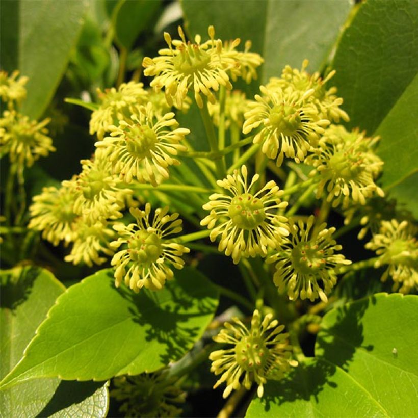 Trochodendron aralioides (Floración)