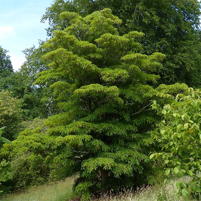 Trochodendron aralioides (Porte)