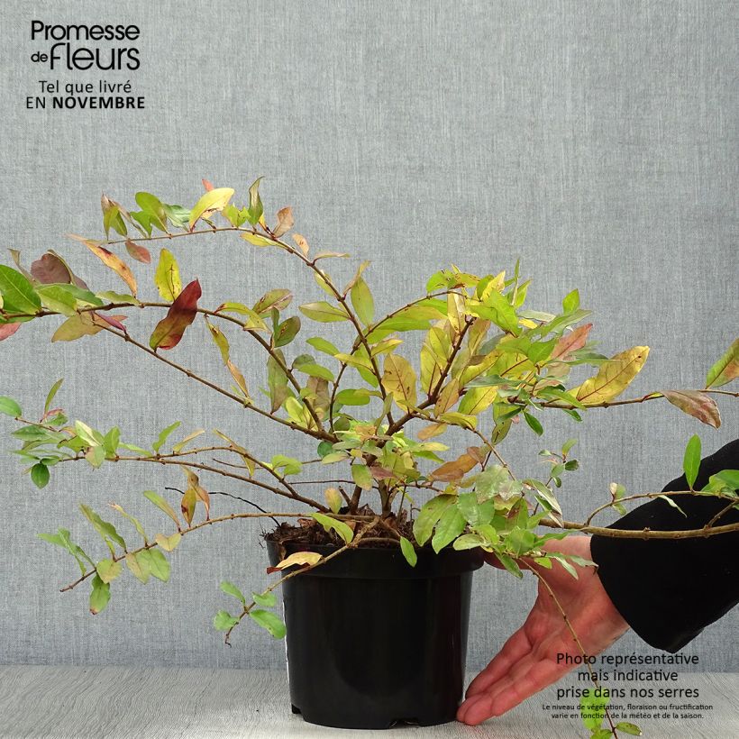 Ejemplar de Troène - Ligustrum obtusifolium Ilvomassi  Pot de 2L/3L entregado en otoño