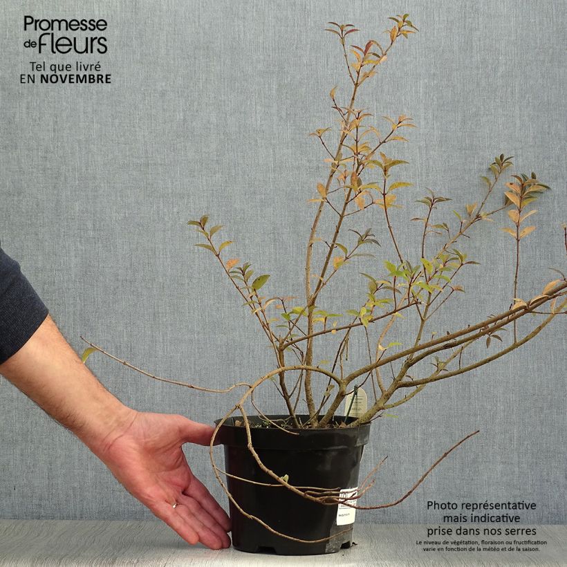 Ejemplar de Troène commun - Ligustrum vulgare Atrovirens en pot de 2L/3L entregado en otoño