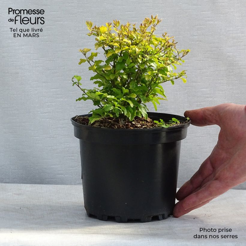 Troène de Californie Lemon Lime - Ligustrum ovalifolium  Pot de 2L/3L Ejemplar entregado en invierno