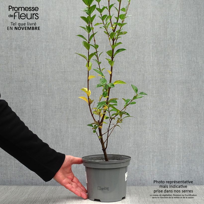 Ejemplar de Troène de Californie Lemon Lime - Ligustrum ovalifolium  Pot de 2L/3L entregado en otoño