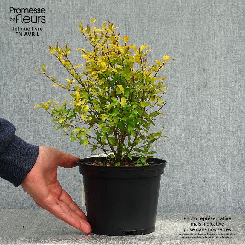 Ligustrum ovalifolium Lemon and Lime - Aligustre de California Maceta 2L/3LAltura de entrega aprox. 30cm Ejemplar entregado en la primavera