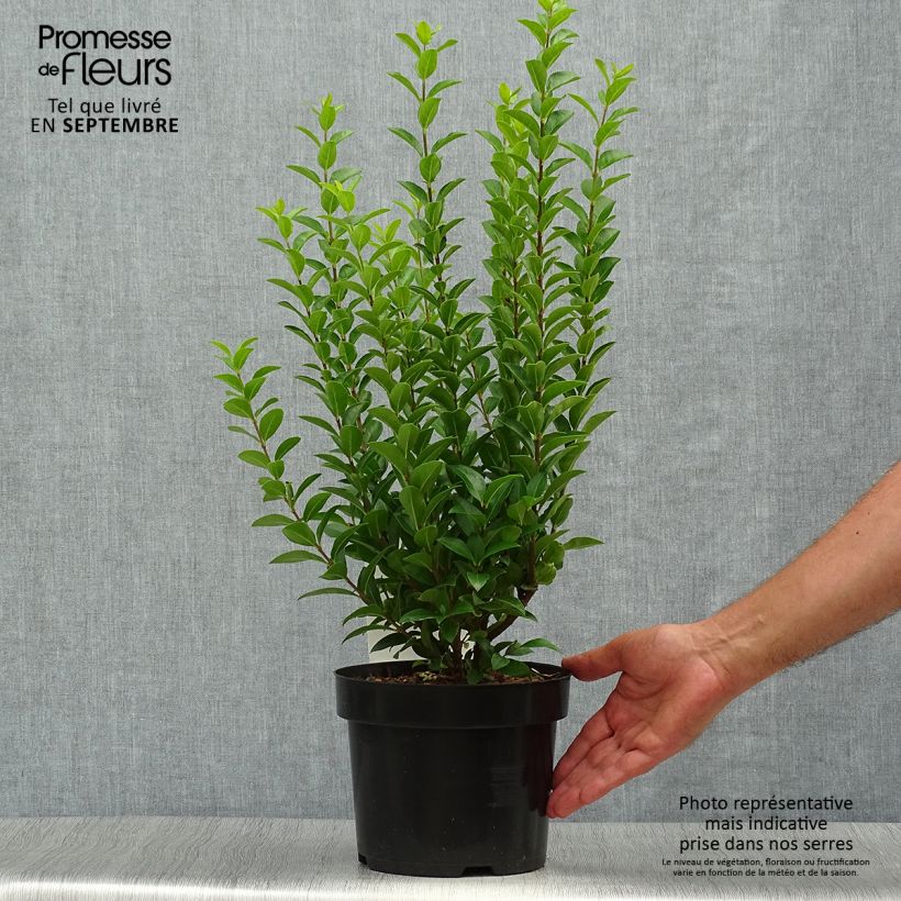 Ejemplar de Troène de Californie - Ligustrum ovalifolium Green Diamond Pot de 2L/3L entregado en otoño