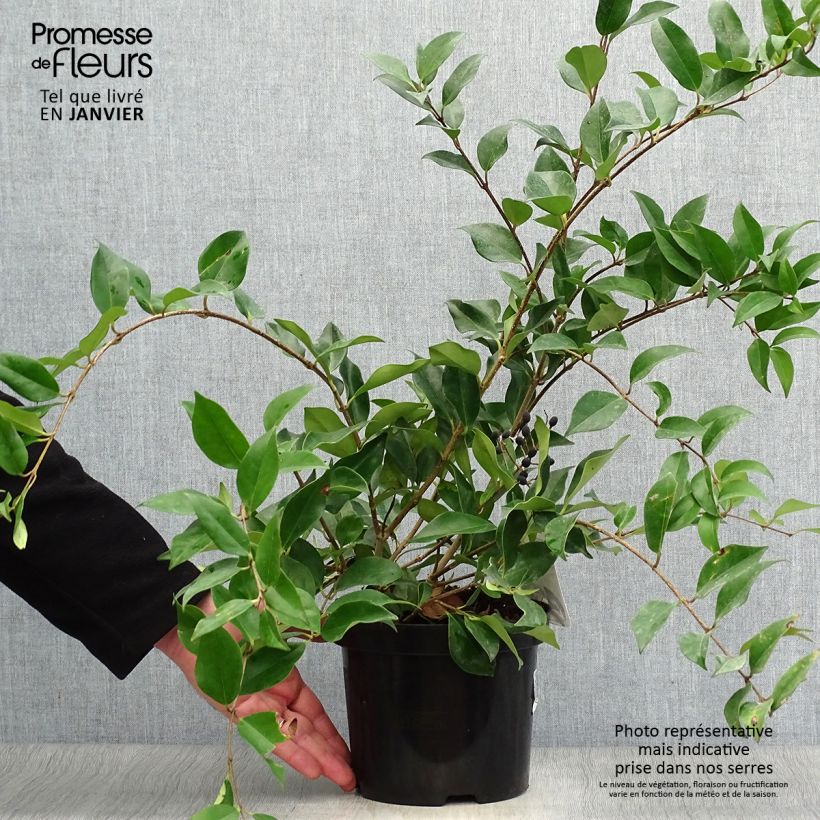 Troène de Chine - Ligustrum lucidum Pot de 2L/3L Ejemplar entregado en invierno