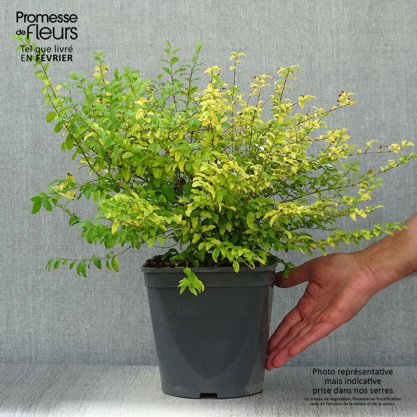 Ejemplar de Troène de Chine - Ligustrum sinense Sunshine Pot de 4L entregado en otoño