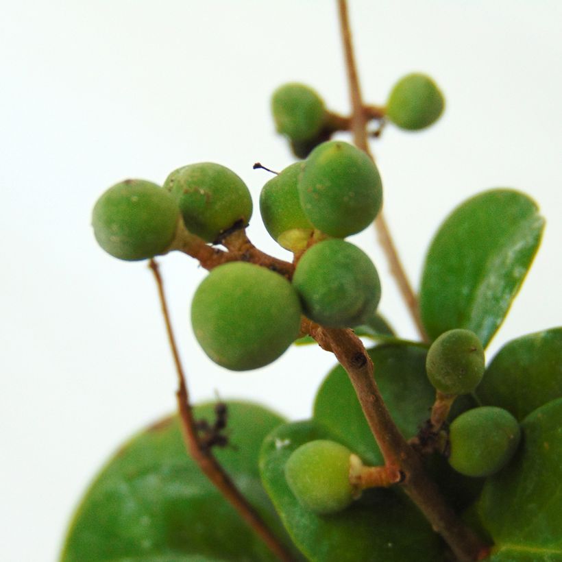 Aligustre del Japón Rotundifolium - Ligustrum japonicum (Cosecha)