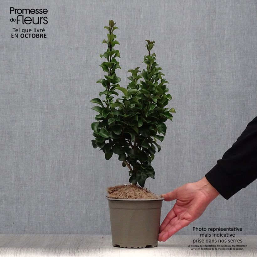 Ejemplar de Troène du Japon - Ligustrum japonicum Rotundifolium Pot de 2L/3L entregado en otoño