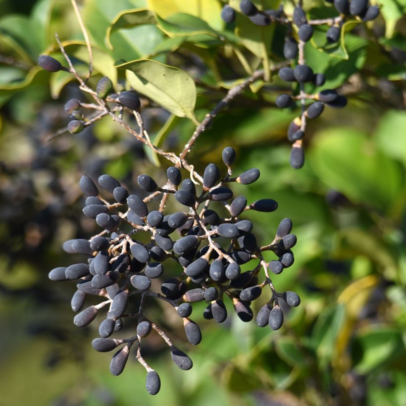 Aligustre del Japon - Ligustrum japonicum (Cosecha)