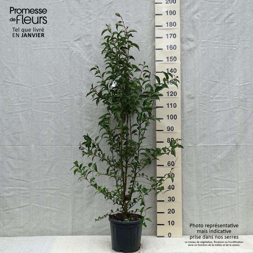 Troène du Japon - Ligustrum japonicum en pot de 7,5L/10L Ejemplar entregado en invierno